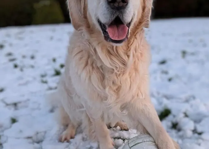 Apartament Ballyhade *