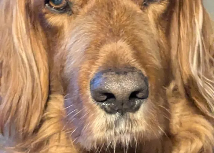 Apartament Ballyhade